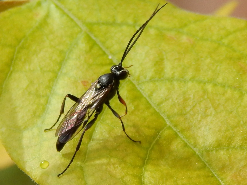 Ichneumonidae da id
